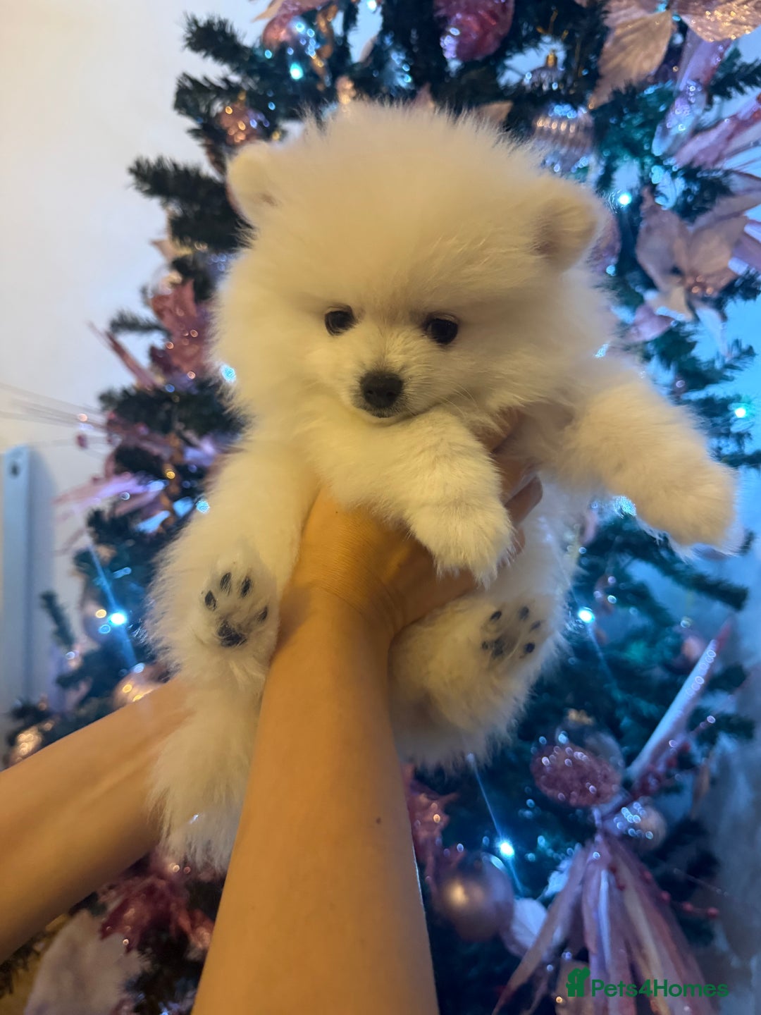 Pomeranian dogs for sale:  Pomeranian puppies  - Advert 10