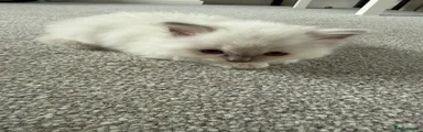 Ragdoll 2