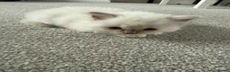 Ragdoll cats for sale: 2 stunning ragdoll kittens and 2 ragdoll x bengal  - Advert 2