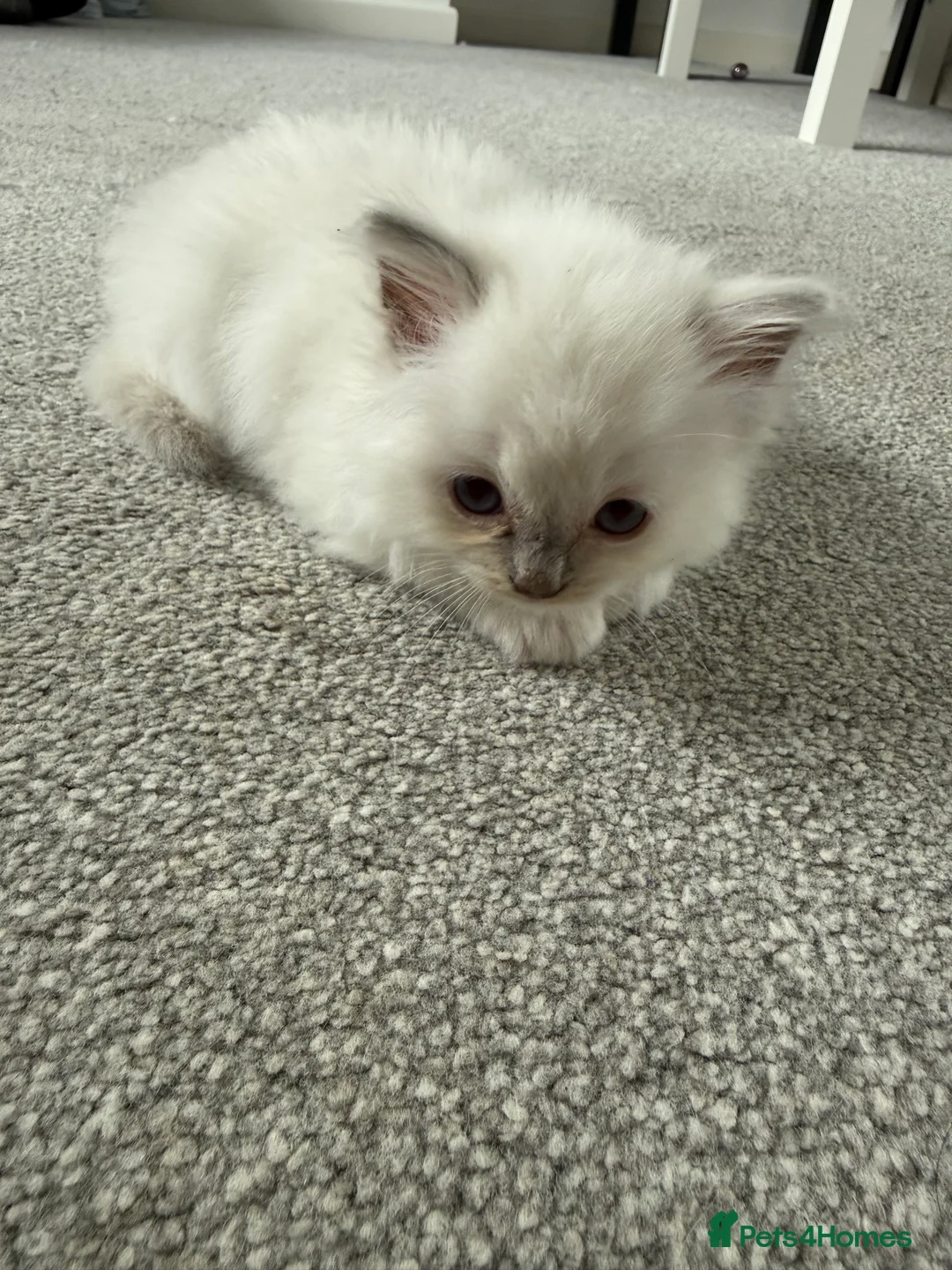 Ragdoll cats for sale: 2 stunning ragdoll kittens and 2 ragdoll x bengal  - Advert 2