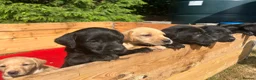 Labrador Retriever dogs for sale: Labrador puppies  in Machynlleth - Advert 4