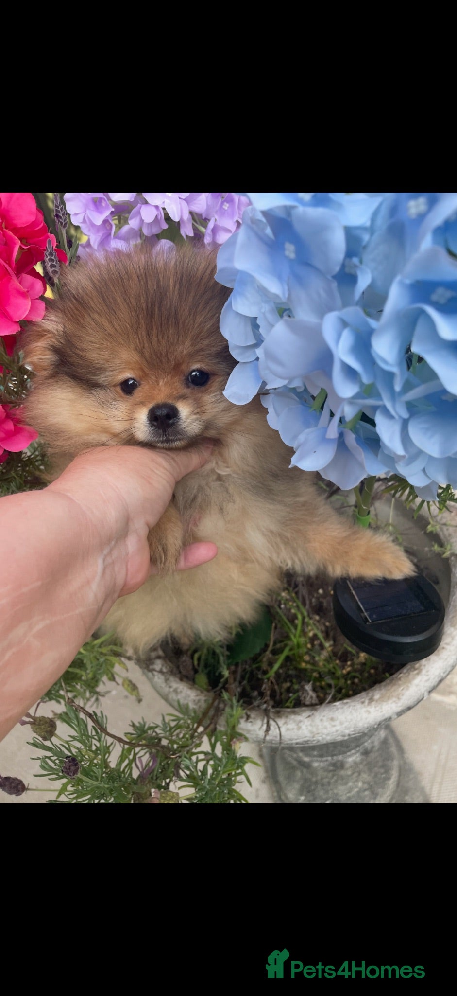 Pomeranian dogs Gorgeous Orange Sable Male Pomeranian Puppy  - Advert 18