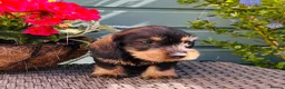Dachshund dogs for sale: 🐾🌿 KC Registered Teckel Dachshund Litter 🌿🐾 - Advert 8