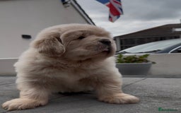 Tibetan Mastiff dogs for sale: Chinese Tibetan mastiff pups  - Image 27