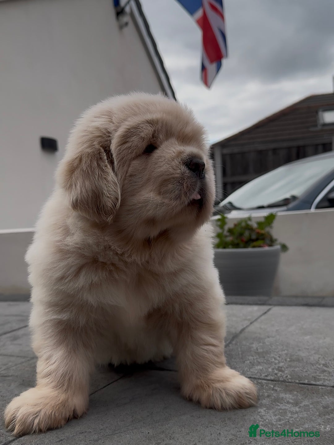 Tibetan Mastiff dogs for sale: Chinese Tibetan mastiff pups  - Image 27