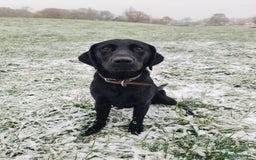 Labrador Retriever dogs for sale: Quality pedigreed Labradors for sale  - Image 12