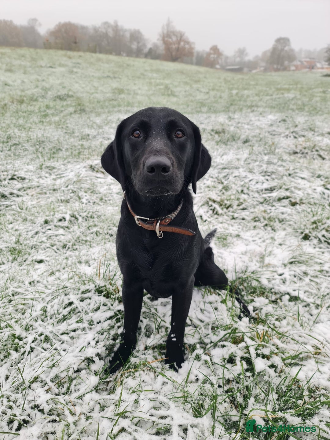 Labrador Retriever dogs for sale: Quality pedigreed Labradors for sale  - Image 12