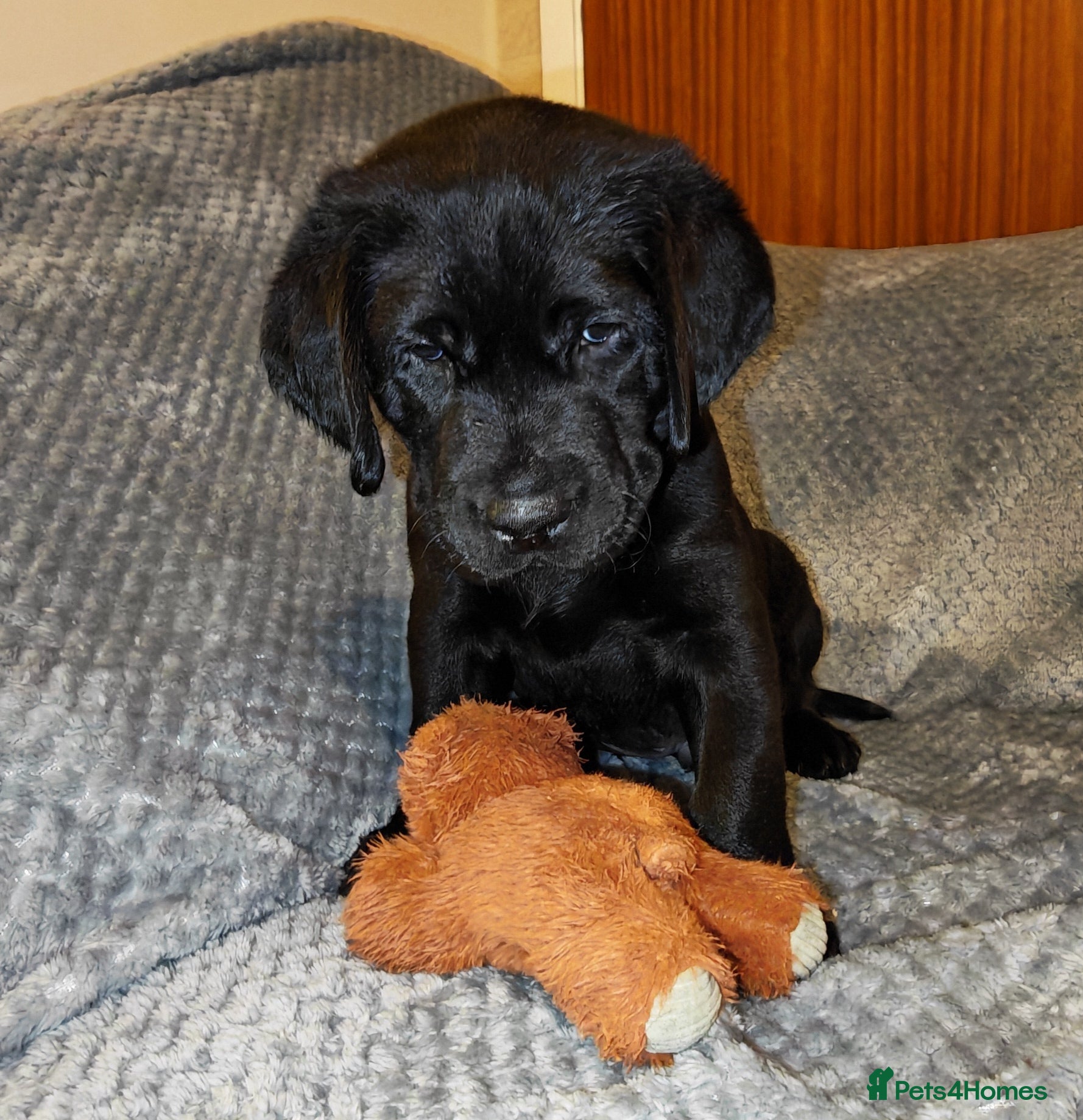 Labrador Retriever dogs Gorgeous Labrador Retriever Puppies  - Advert 13