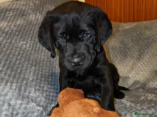 Labrador Retriever dogs Gorgeous Labrador Retriever Puppies - Advert 13