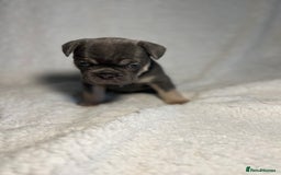 French Bulldog dogs for sale: Female French Bulldog - Advert 2