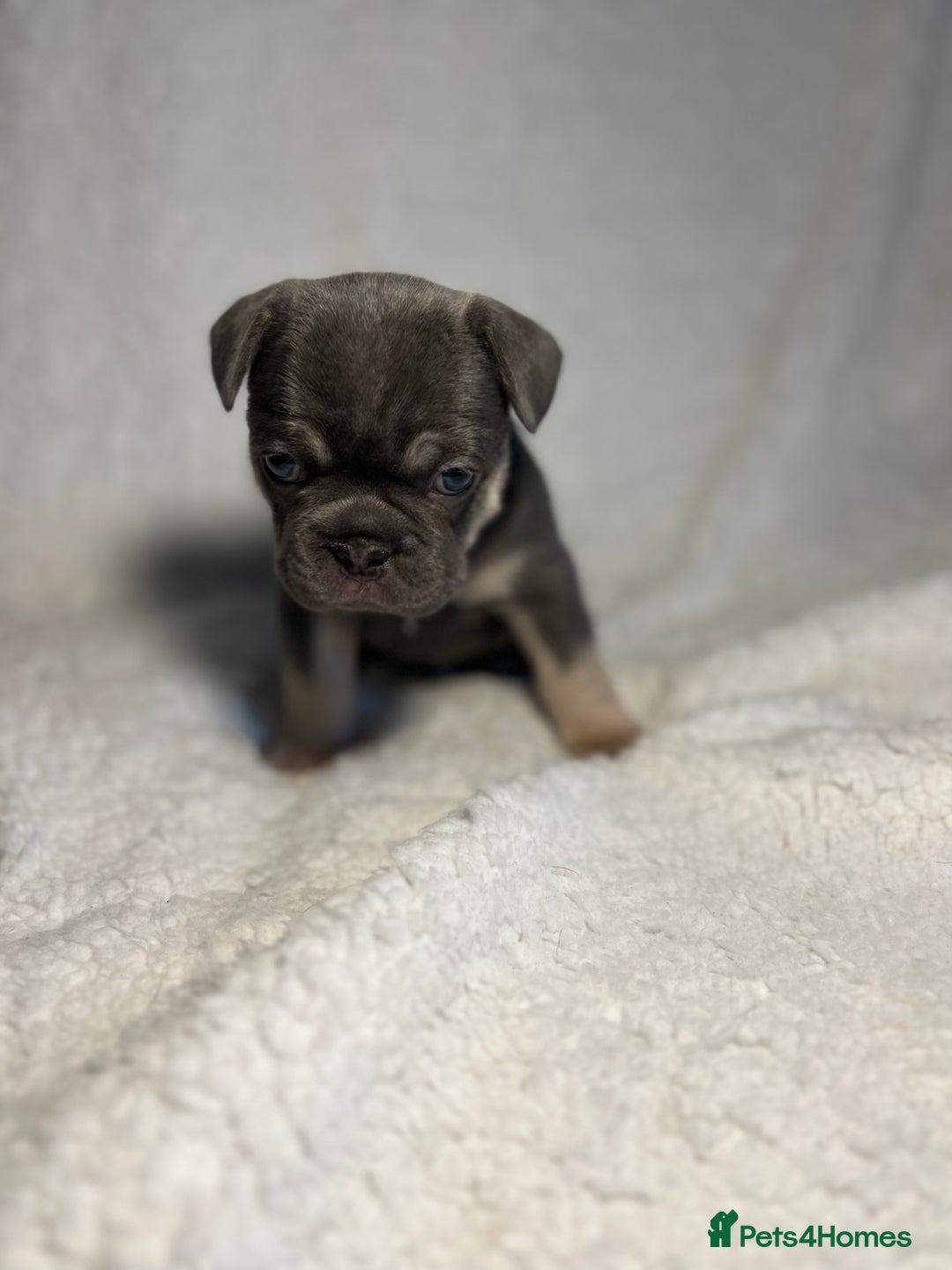 French Bulldog dogs for sale: Female French Bulldog - Advert 2