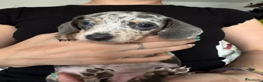 Miniature Dachshund 3