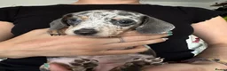 Miniature Dachshund dogs for sale: Miniature dachshunds  in Chard - Advert 3