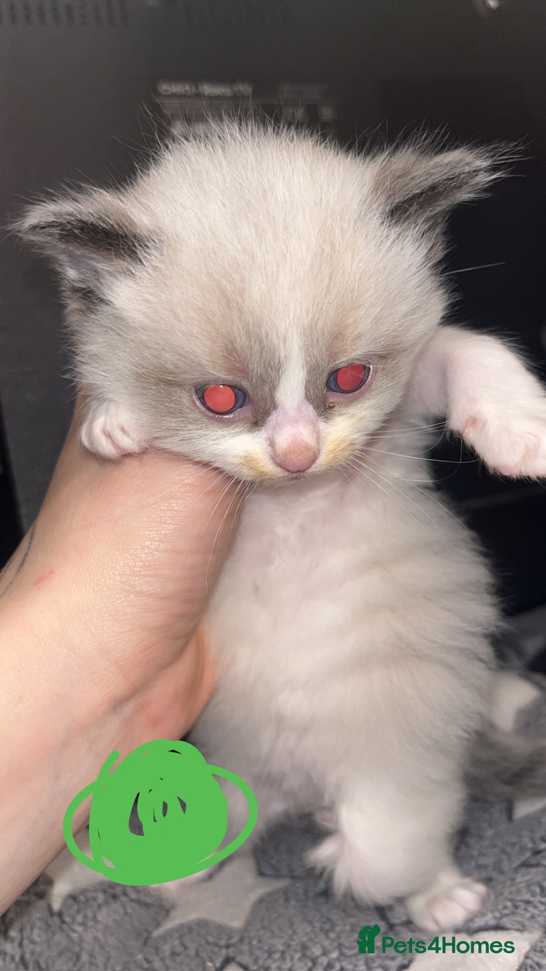 Ragdoll cats for sale: Beautiful Ragdoll kittens - Advert 8