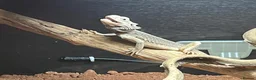 Bearded Dragon reptiles for sale: Male zero bearded dragon  in Billericay - Advert 2