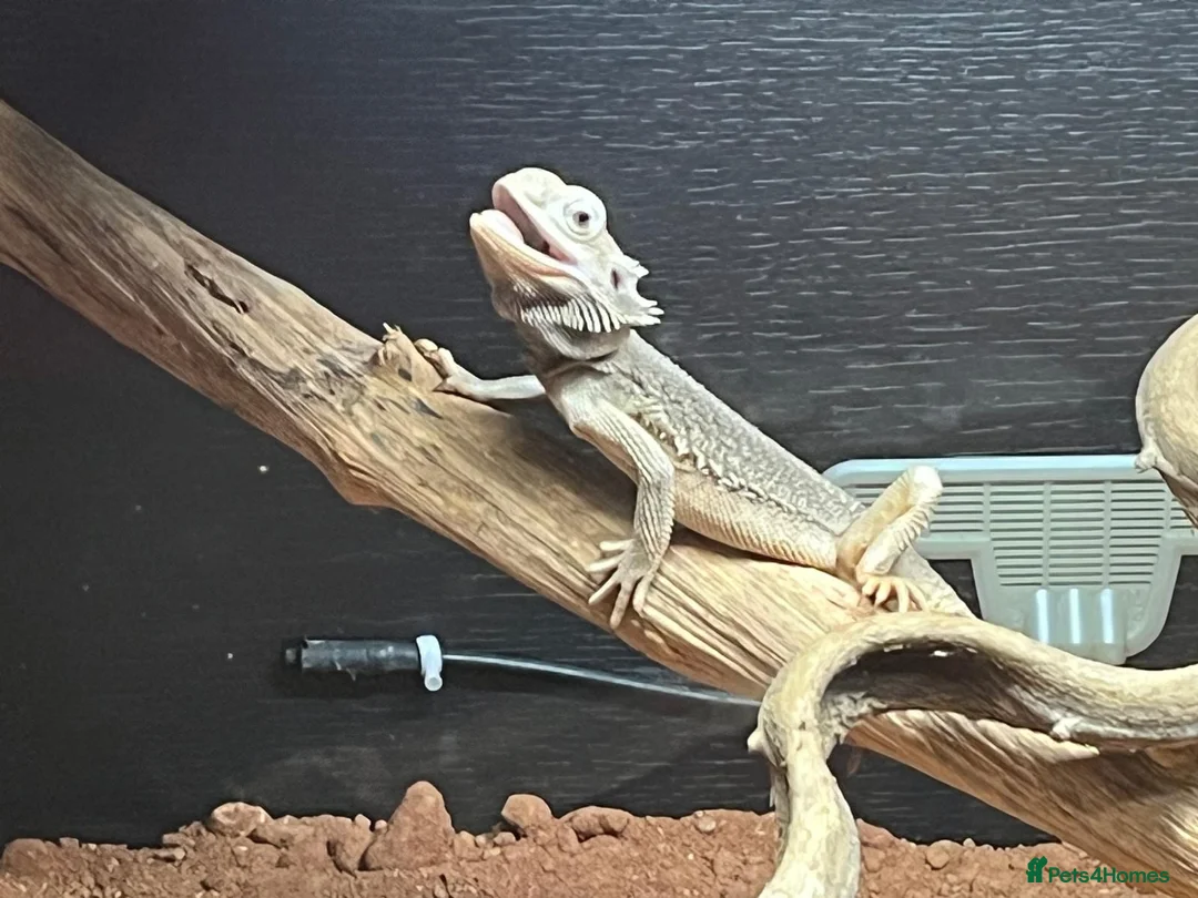 Bearded Dragon reptiles for sale: Male zero bearded dragon  in Billericay - Advert 2