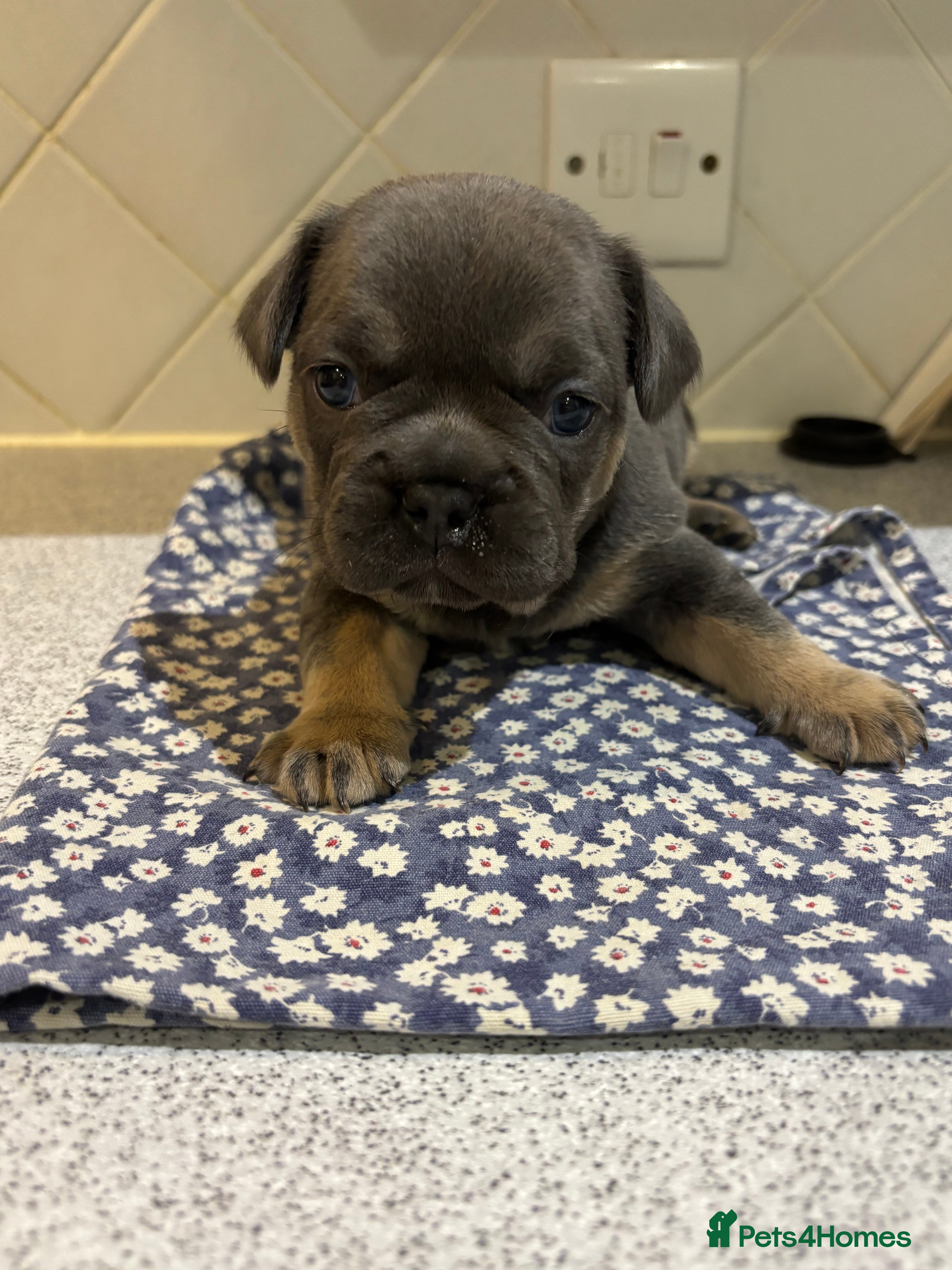 French Bulldog dogs Beautiful frenchie pups - Advert 21