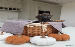 Cane Corso dogs for sale: Beautiful Cane Corso Puppies - Image 24