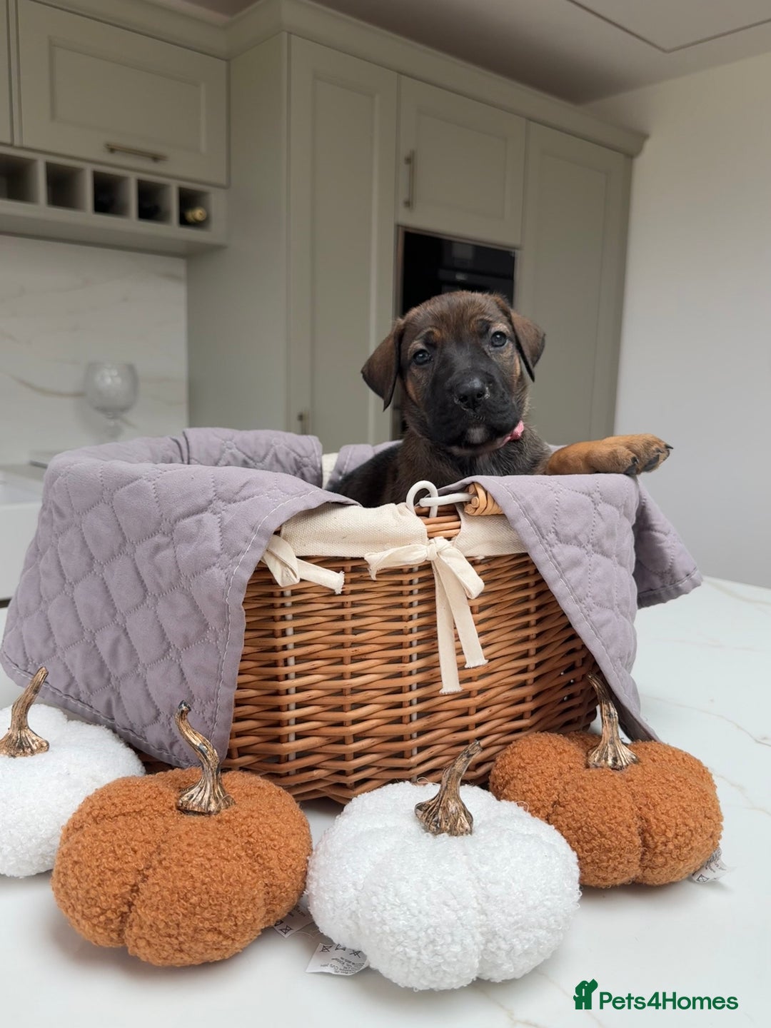 Cane Corso dogs for sale: Beautiful Cane Corso Puppies - Image 24