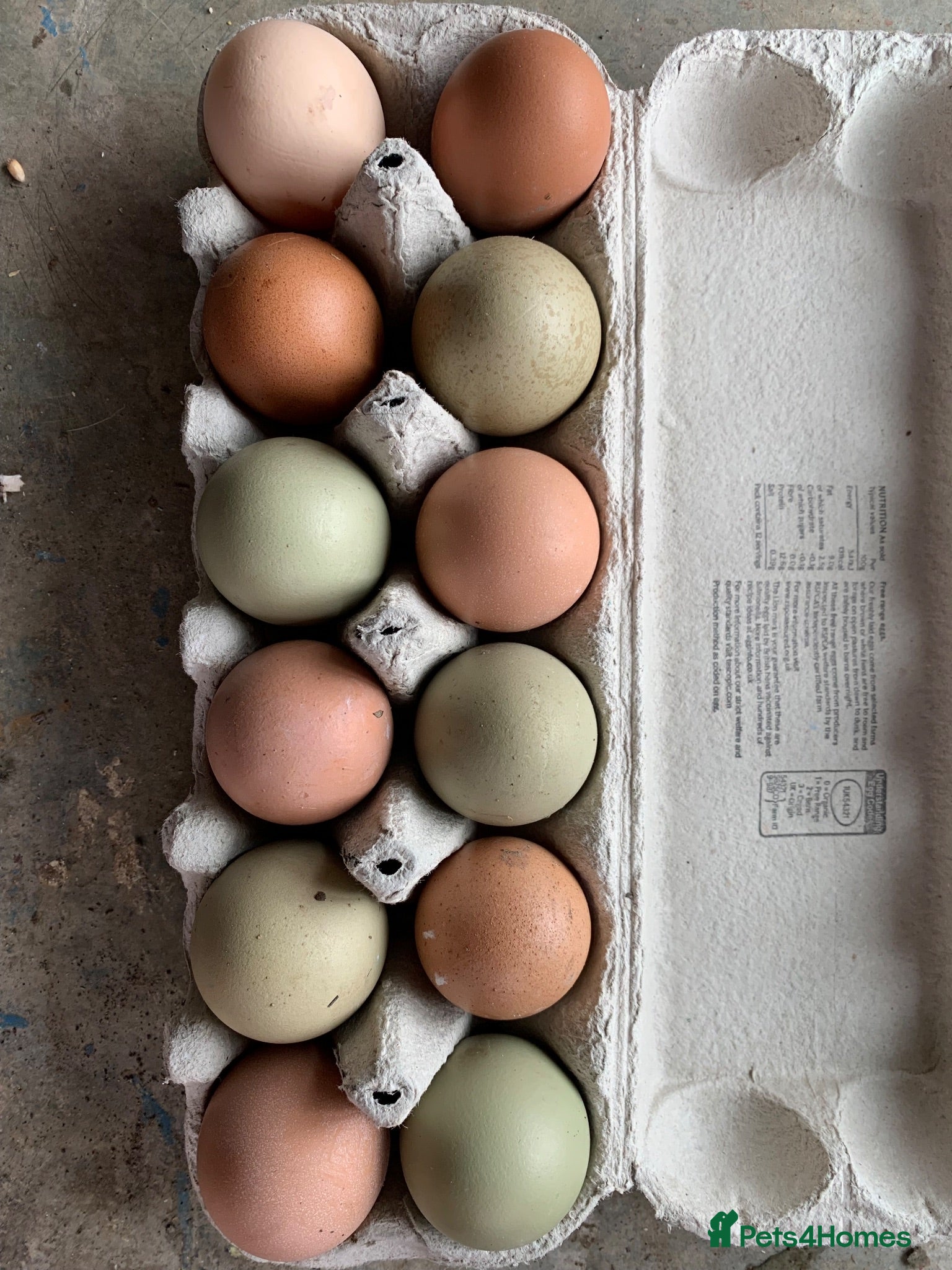 Chickens poultry Chicken hatching eggs  - Advert 9