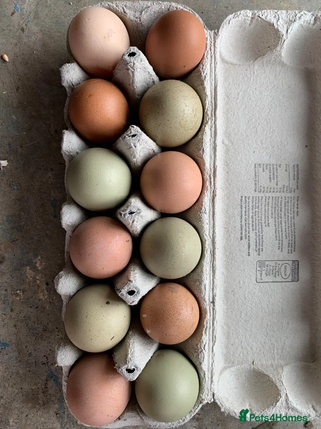 Chickens poultry for sale: Chicken hatching eggs  - Advert 1