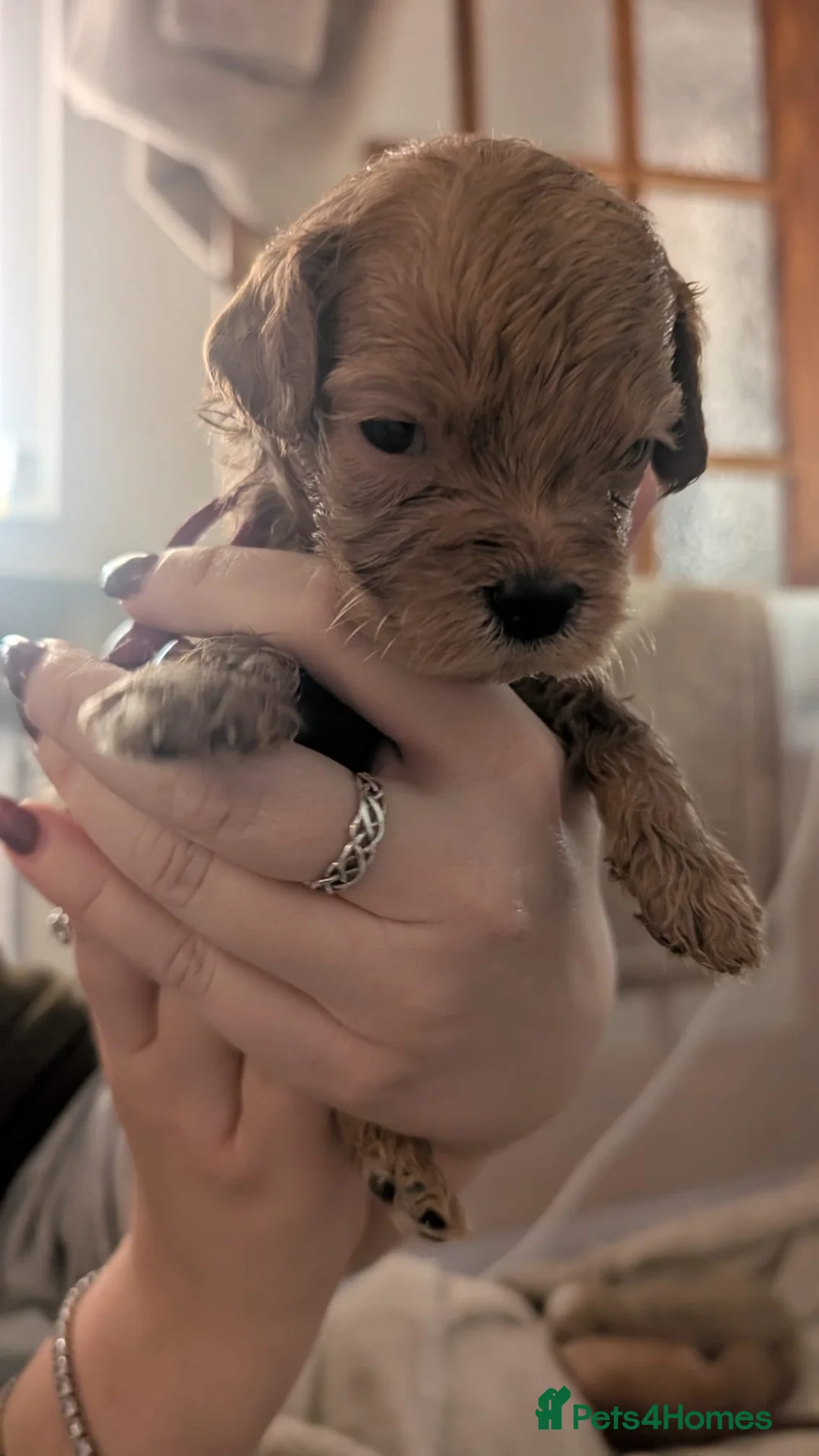 Cockapoo dogs for sale: Cockapoo puppies - Advert 29