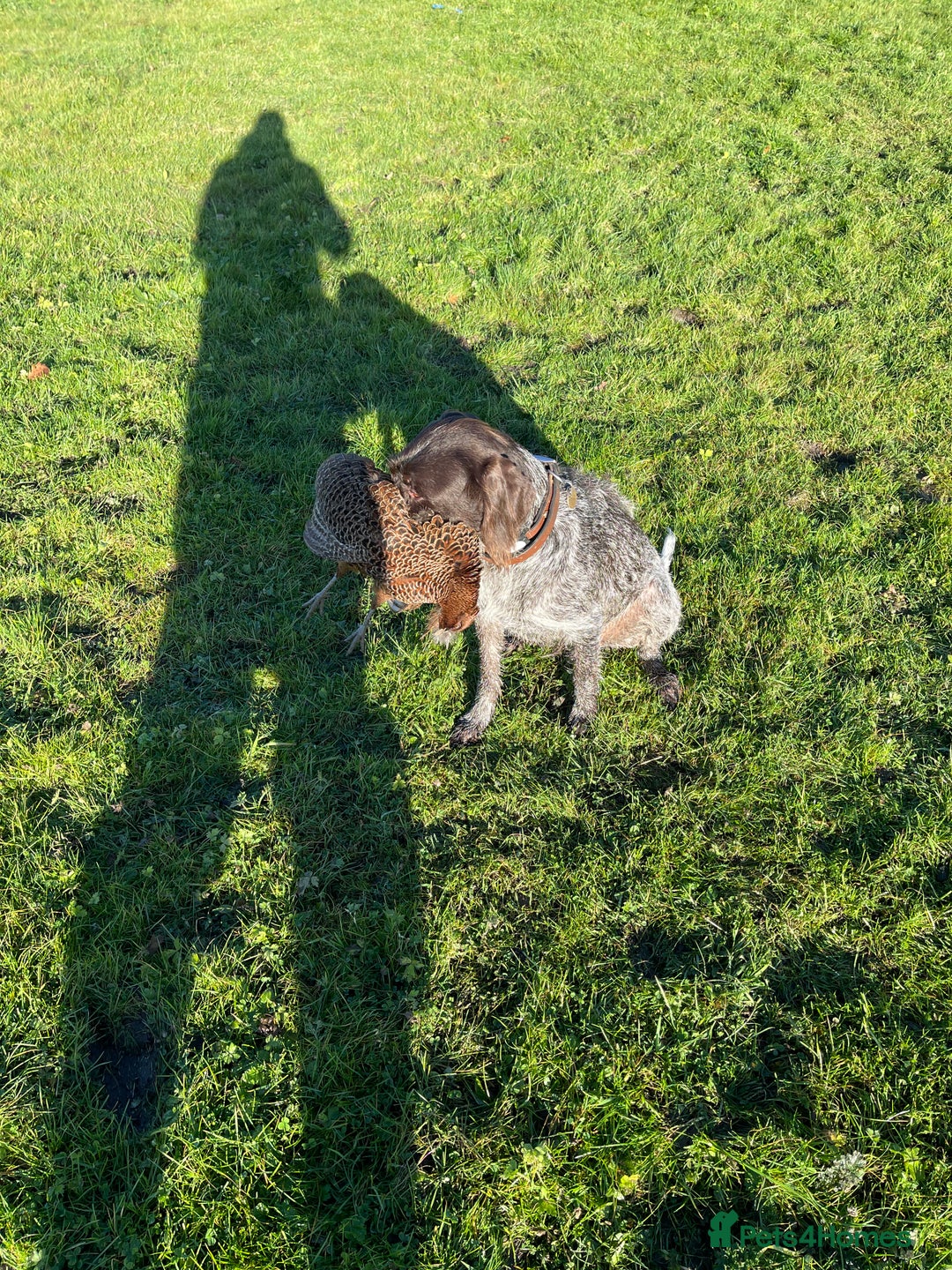 German Wirehaired Pointer dogs for sale: German wired haired stunning pointer pups  in Preston - Image 23