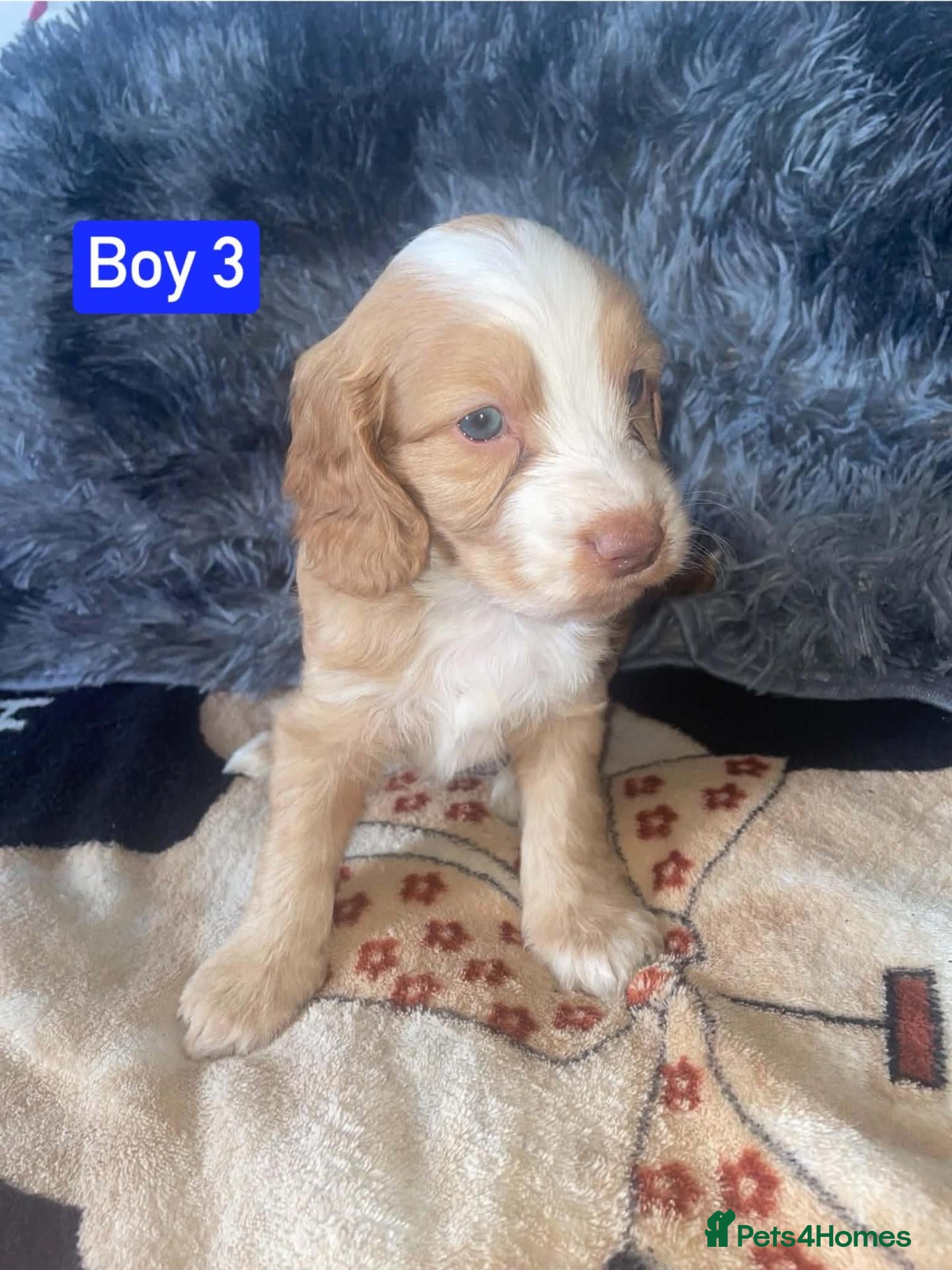 Cockapoo dogs x1 Boy Available - Cockapoo Puppies  - Advert 16