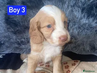 Cockapoo dogs x1 Boy Available - Cockapoo Puppies - Advert 16