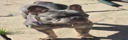 French Bulldog dogs for sale: girl Frenchy for sale - Advert 5