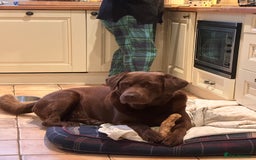 Labrador Retriever dogs for stud: Beautiful Chocolate Lab for Stud - Image 5