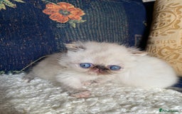 Exotic cats for sale: Outstanding exotic kittens  - Image 18
