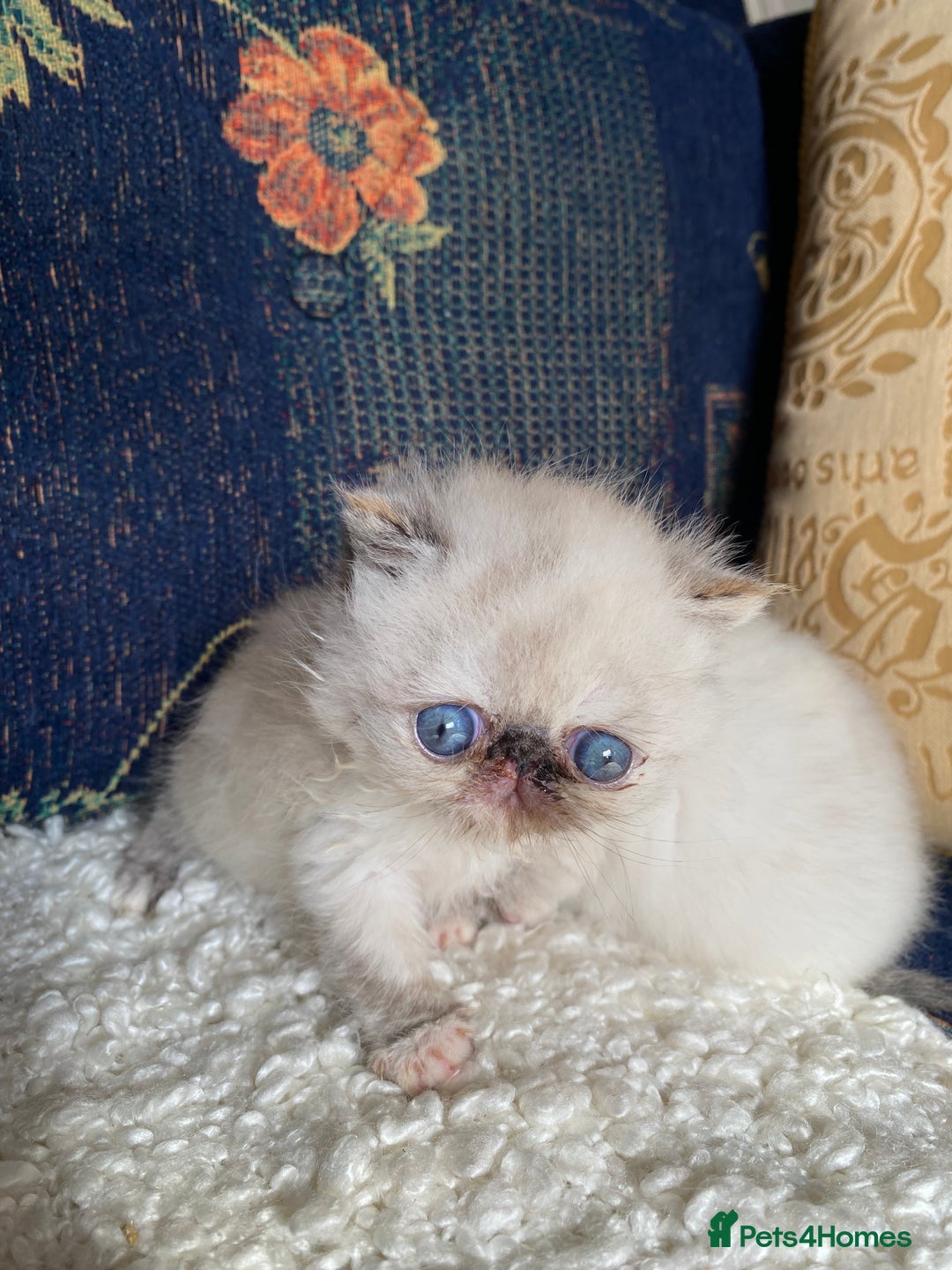 Exotic cats for sale: Outstanding exotic kittens  - Image 18