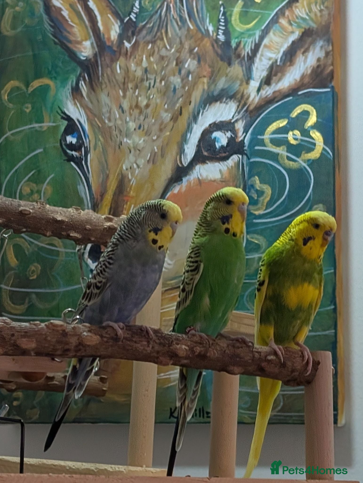 Budgerigars birds 🏡 Loving Home Needed for 3 Budgies 🐦🐦🐦 - Advert 1