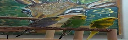 Budgerigars birds for sale: 🏡 Loving Home Needed for 3 Budgies 🐦🐦🐦 in Sheffield - Advert 1