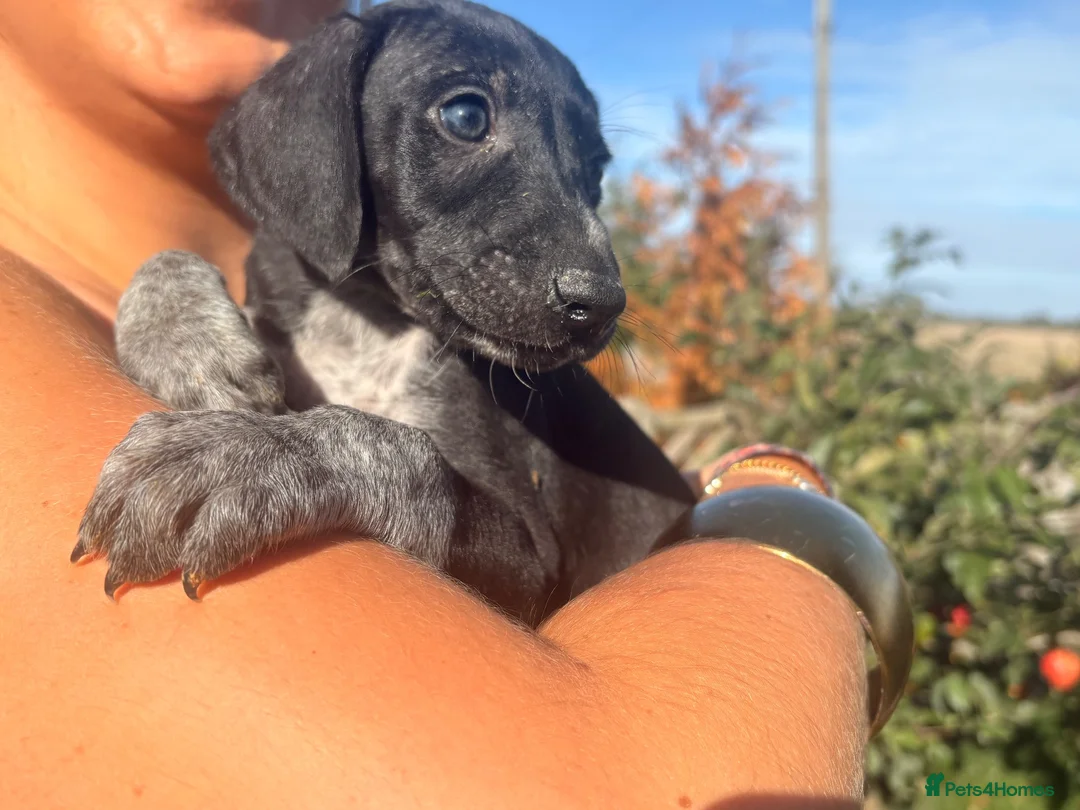 Mixed Breed dogs for sale: 🏆Exceptional GSP bloodlines,  last boys!  - Advert 2