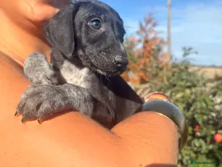 Mixed Breed dogs 🏆Exceptional GSP bloodlines last boys! - Advert 8