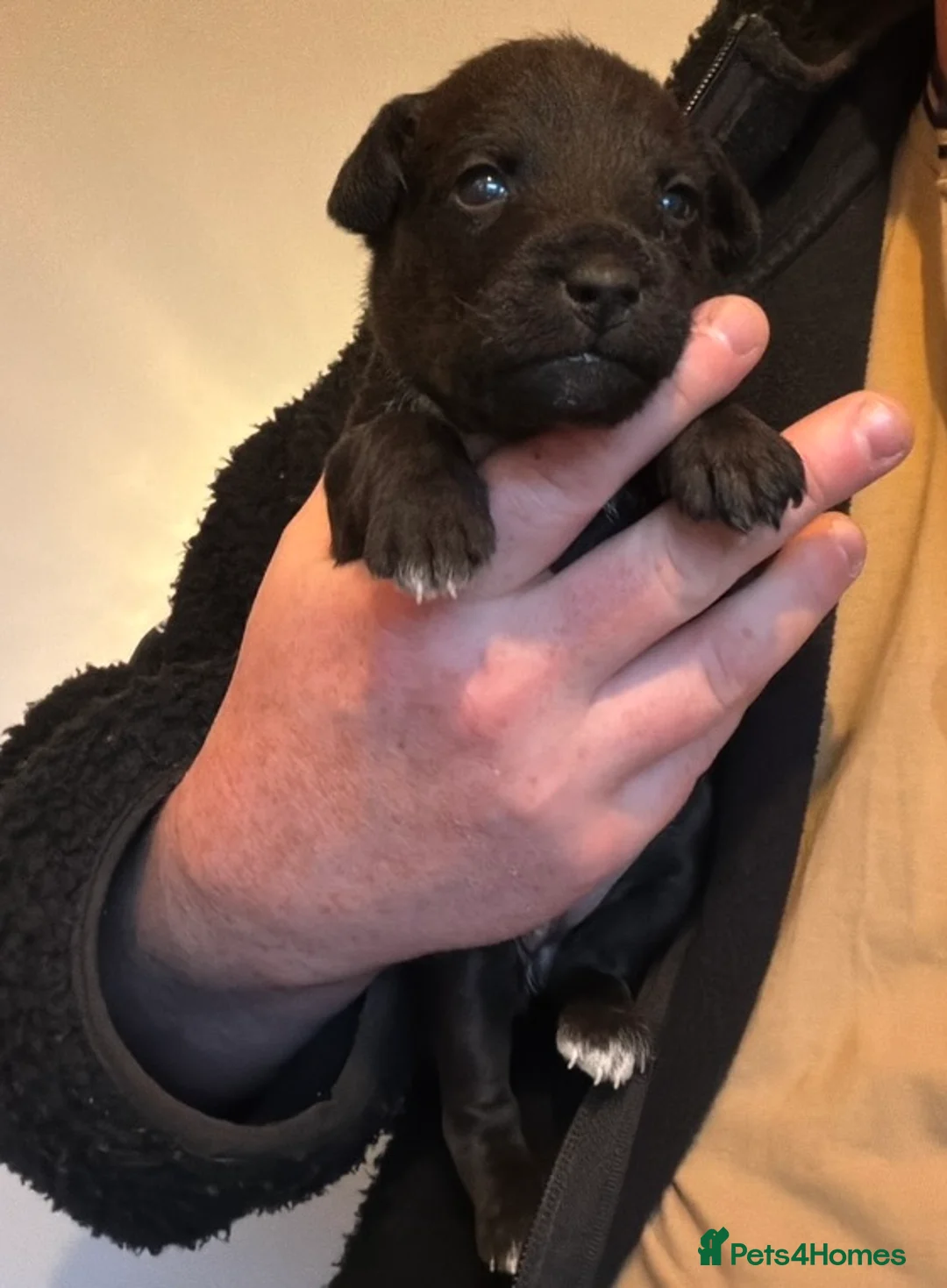 Patterdale Terrier dogs for sale: Patterdale Pups - Advert 3