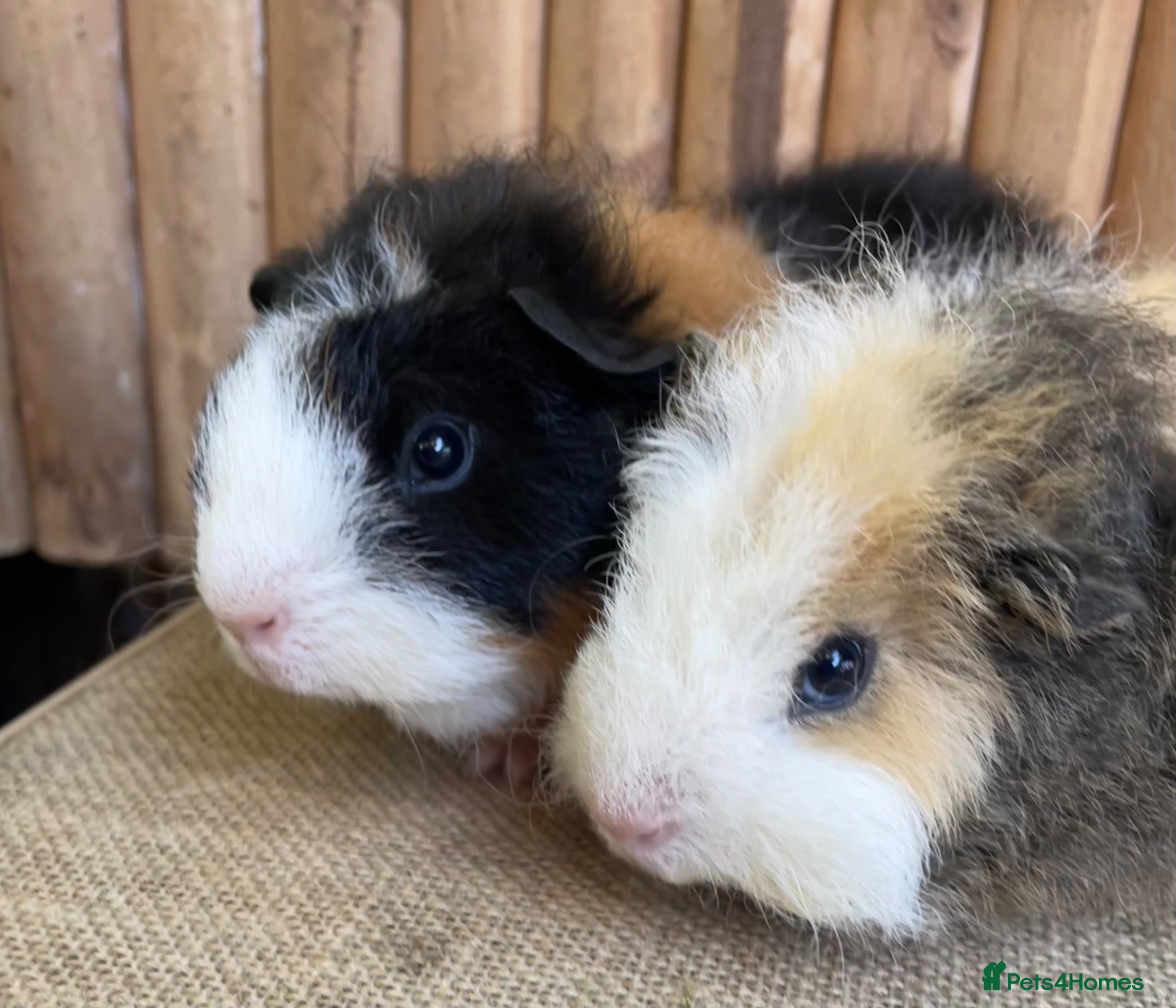 Guinea Pig rodents Cute fluffy boys  - Advert 16