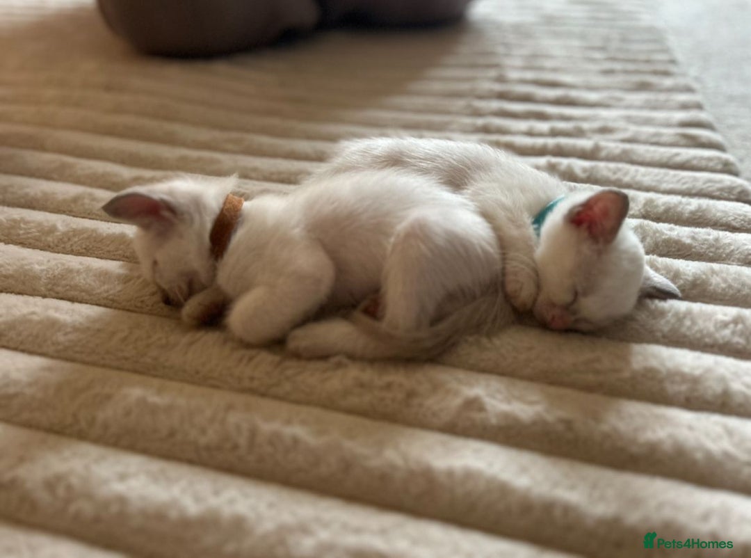 Ragamese cats for sale: Ragamese lilac kittens - Image 5