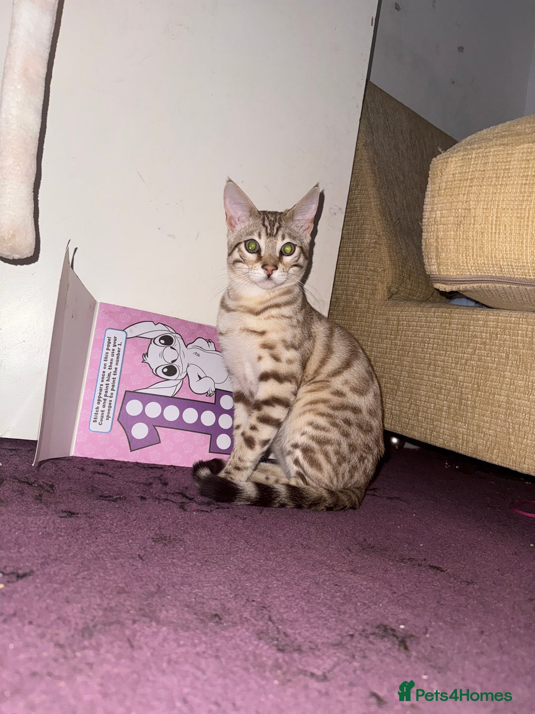 Bengal cats for sale: Snow lynx bengal male need gone asap - Image 5