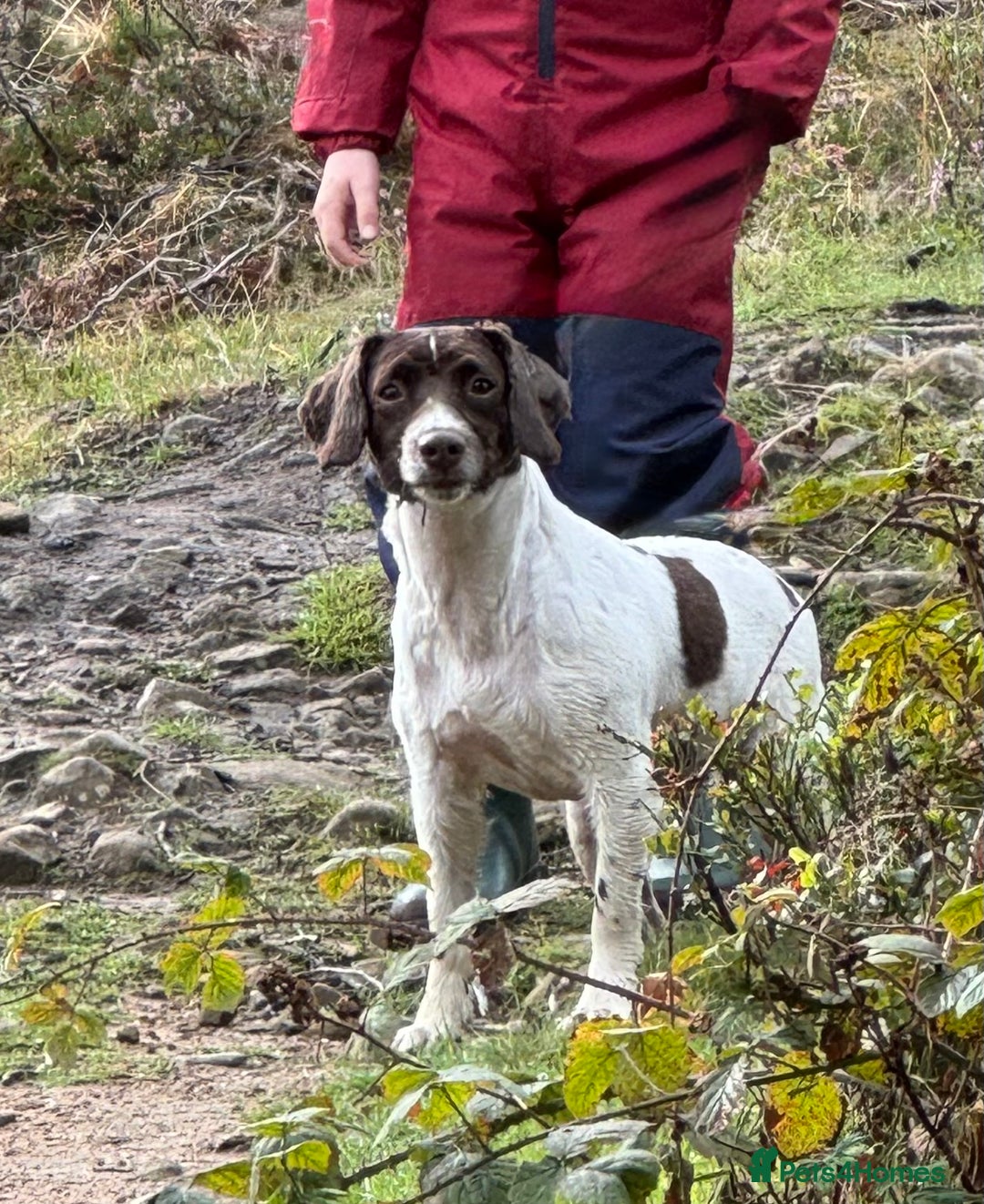 English Springer Spaniel dogs for sale: Beautifully marked, kc registered, legally docked. - Advert 2