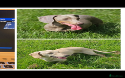 Miniature Dachshund dogs for sale: Last remaining Black and Tan girl  - Image 9