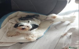 Mixed Breed dogs for sale: 3 beautiful male morkie puppies for sale - Image 7