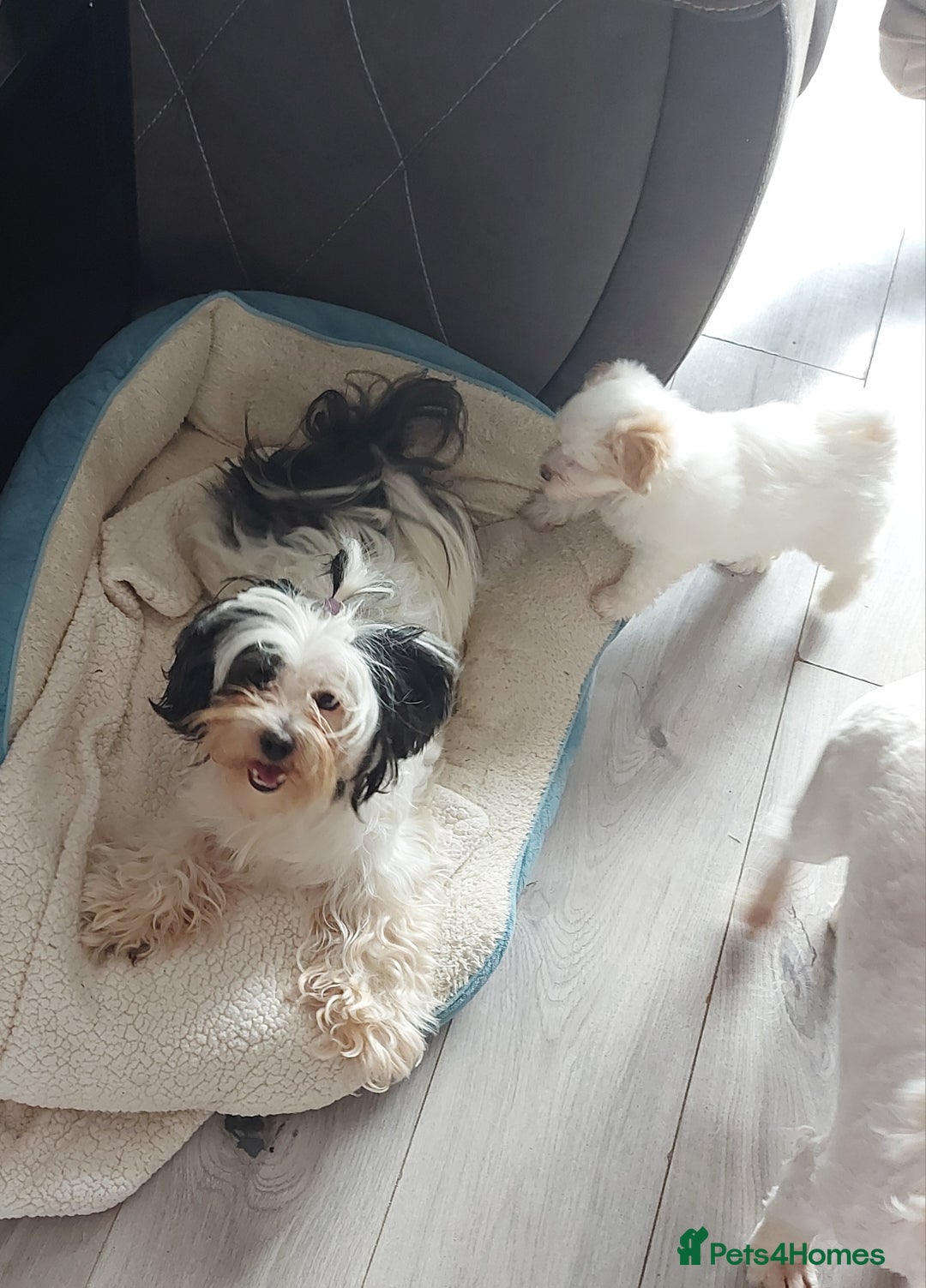 Mixed Breed dogs for sale: 3 beautiful male morkie puppies for sale - Image 7