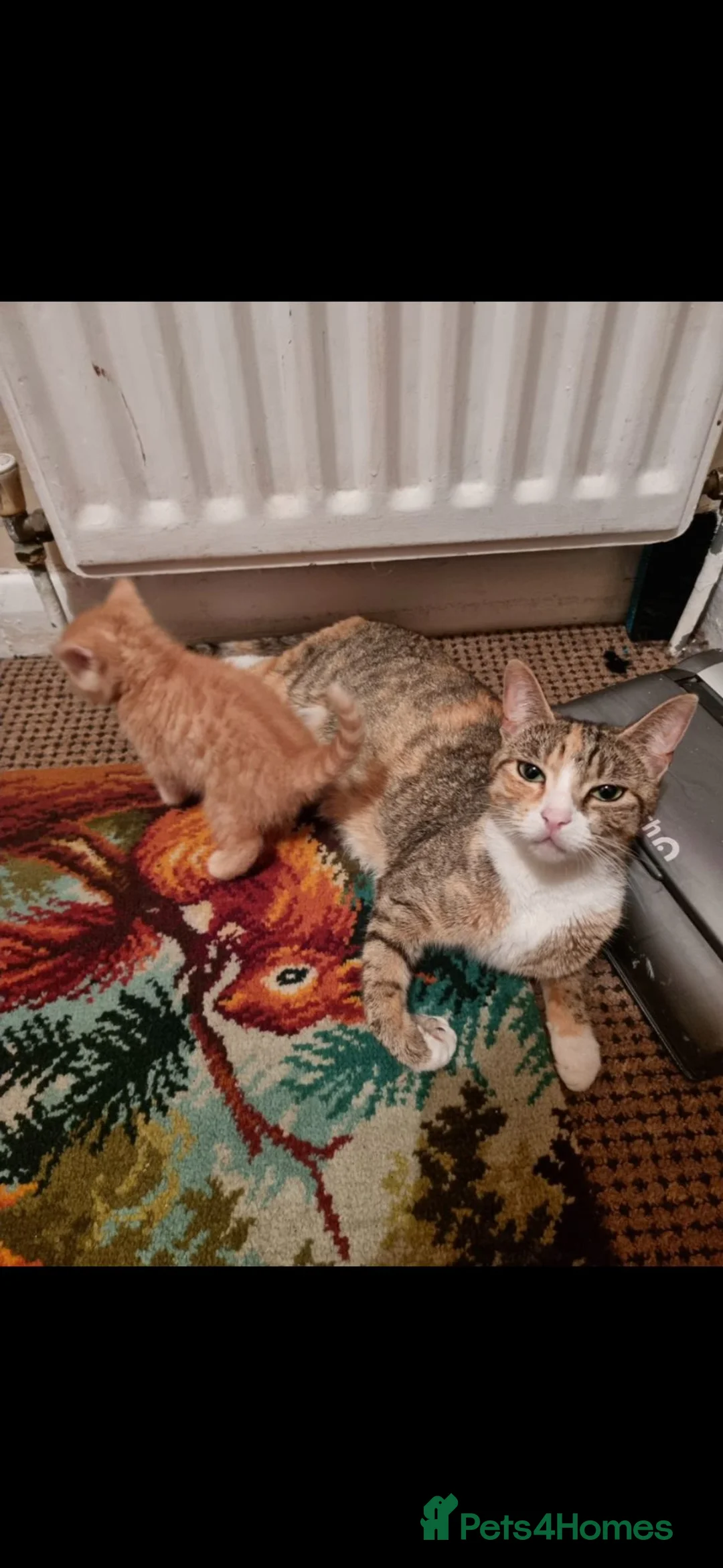 Mixed Breed cats for sale: Lovely kittens for sale - Advert 5