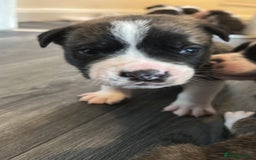 Mixed Breed dogs for sale: Old English bulldog/japanese Akita husky puppies - Image 3