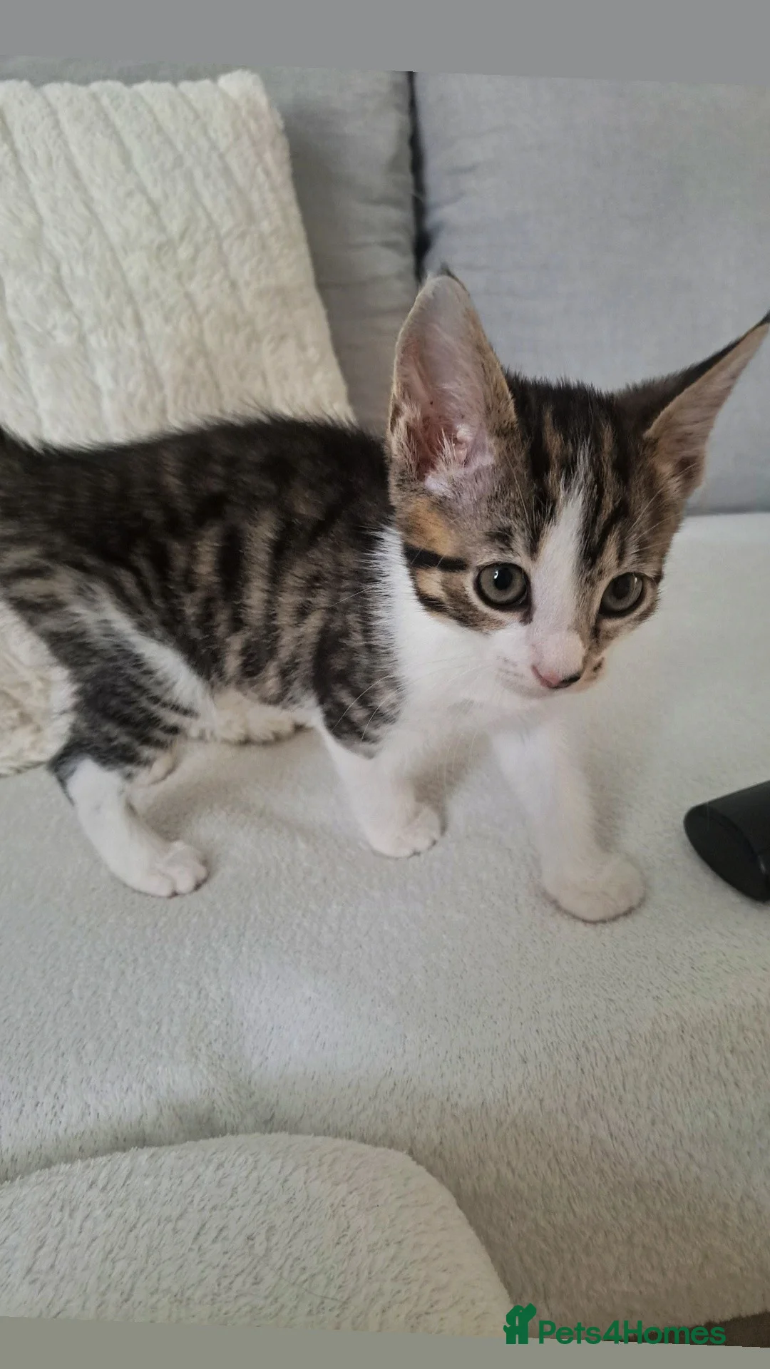 Mixed Breed cats for sale: Male kitten - Advert 2
