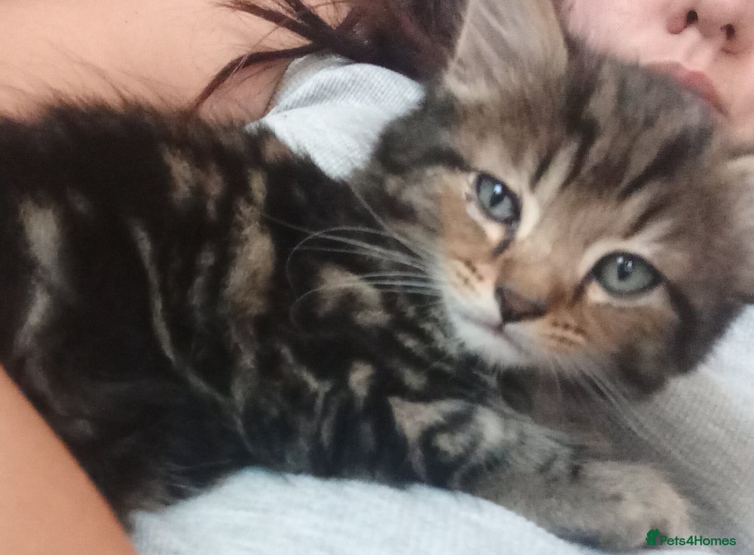 Domestic Shorthair cats for sale: 4 kittens for sale one girl and 3 boys - Image 4