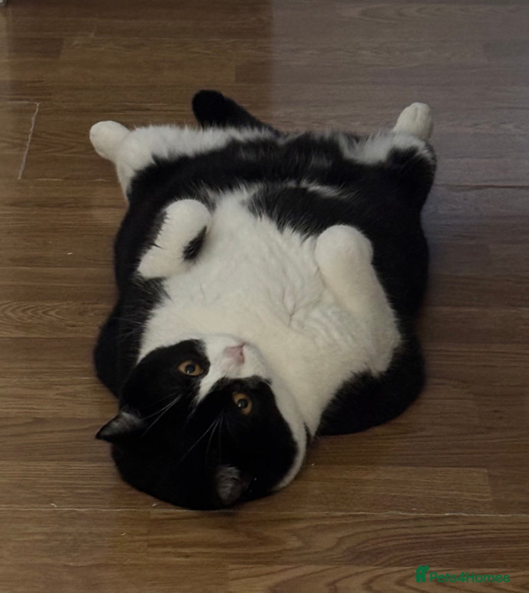 Mixed Breed cats for sale: Canela - Advert 2